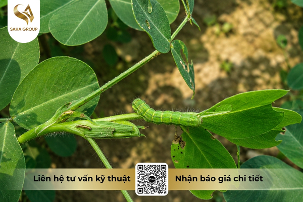 dac-diem-sinh-hoc-cua-dich-hai-lam-tang-toc-do-khang-thuoc.jpg