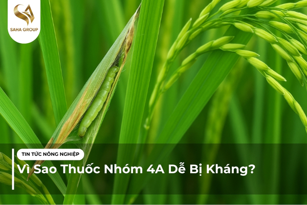 Vì Sao Thuốc Nhóm 4A Dễ Bị Kháng?