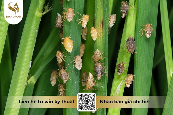 luan-phien-irac-la-gi.jpg