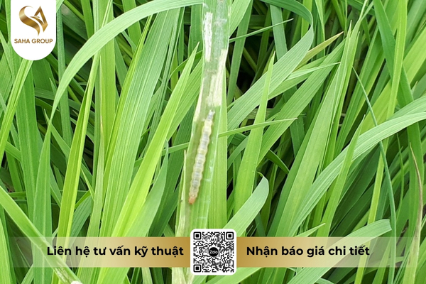 luan-phien-irac-dung-ky-thuat-nhu-the-nao.jpg