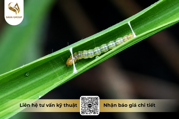 faq-cau-hoi-thuong-gap-ve-quan-ly-khang-thuoc-theo-irac.jpg