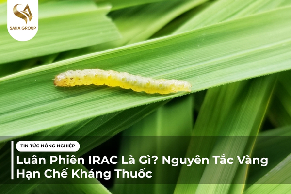Luân Phiên IRAC Là Gì? Nguyên Tắc Vàng Hạn Chế Kháng Thuốc
