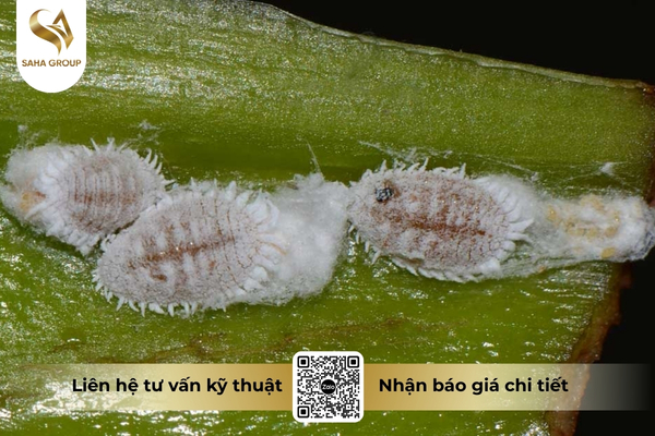 rep-sap-re-nguy-hiem-nhu-the-nao.jpg