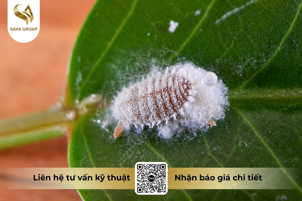 faq-cau-hoi-thuong-gap-ve-dac-tinh-sinh-hoc-cua-rep-sap.jpg