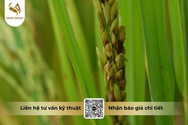 cong-dung-thuoc-tru-benh-rubygold-555sc-hieu-sanhynil.jpg