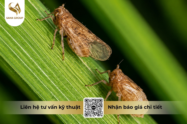 cong-dung-thuoc-tru-sau-diet-ray-277wp.jpg