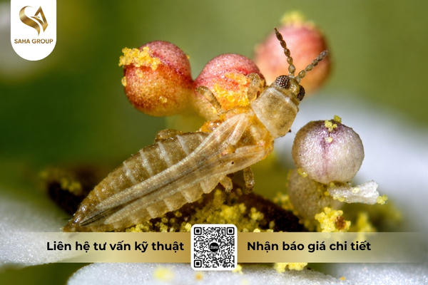 cong-dung-thuoc-tru-sau-anphatox-100sc-hieu-sancyrin-100.jpg