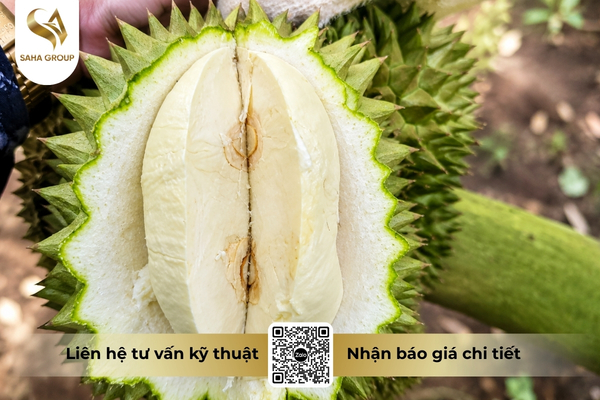 suong-com-sau-rieng-la-gi.jpg