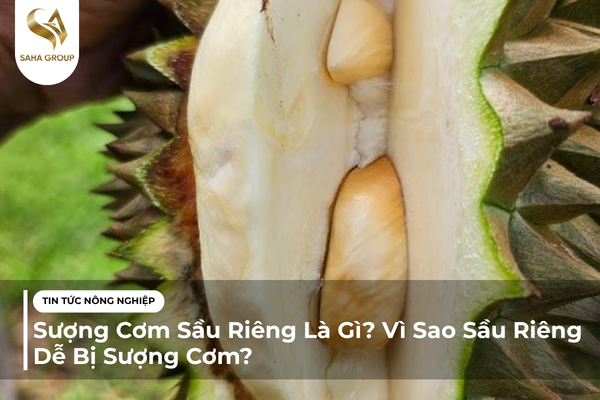 Sượng Cơm Sầu Riêng Là Gì? Vì Sao Sầu Riêng Dễ Bị Sượng Cơm?