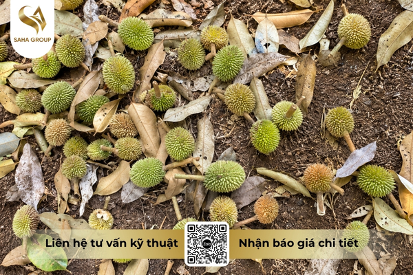 thieu-canxi-va-bo-co-gay-rung-trai-non-khong.jpg