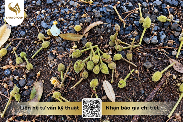 dau-hieu-nhan-biet-sau-rieng-sap-rung-trai-non.jpg