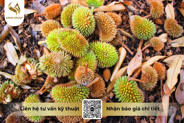 lam-gi-de-han-che-rung-trai-non.jpg