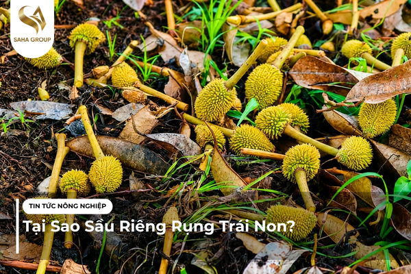 Tại Sao Sầu Riêng Rụng Trái Non?