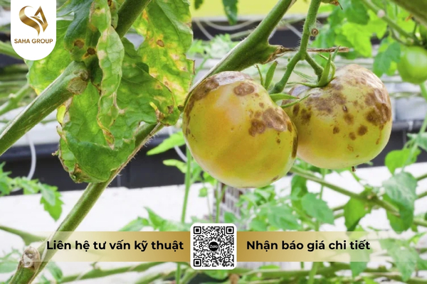 cong-dung-thuoc-tru-benh-adu-modrich-80wg-hieu-sandimor-80.jpg