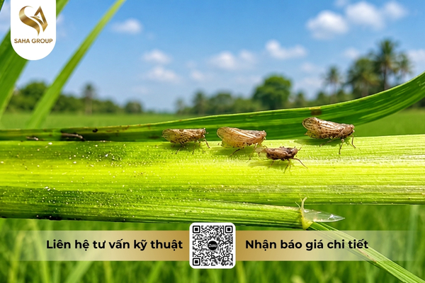 cong-dung-thuoc-tru-sau-acnal-400wp-hieu-rong-lua-gold.jpg