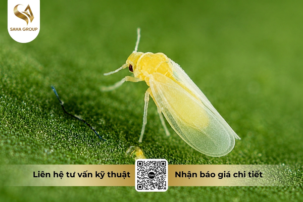 cong-dung-thuoc-tru-sau-adu-matty-800wg-hieu-xoarayrep-800.jpg