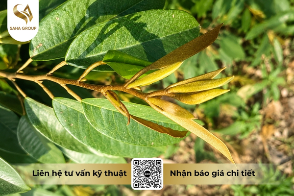 vi-sao-can-chan-dot-sau-rieng-truoc-thu-hoach.jpg
