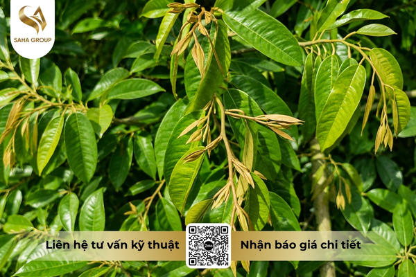 quy-trinh-3-buoc-chan-dot-sau-rieng.jpg