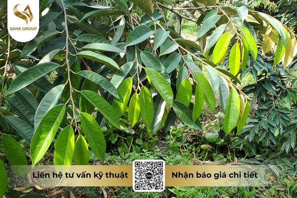 luu-y-cho-nha-vuon-tay-nguyen-truoc-thu-hoach.jpg