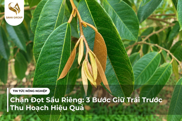 Chặn Đọt Sầu Riêng Trước Thu Hoạch: 3 Bước Giữ Trái Và Nâng Chất Lượng Cơm