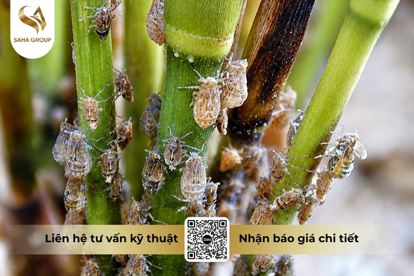 cong-dung-thuoc-tru-sau-chessin-600wp-hieu-sanchesss-600.jpg