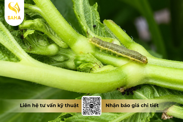 cong-dung-thuoc-tru-sau-chessin-600wp-hieu-sanchesss-600.png