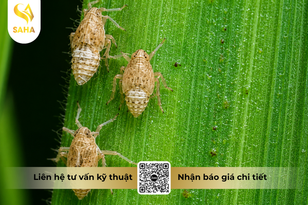 cong-dung-thuoc-tru-sau-chessin-600wp-hieu-sanchesss-600.png