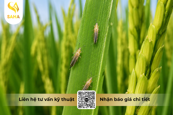 cong-dung-thuoc-tru-sau-chessin-600wp-hieu-sanchesss-600.png