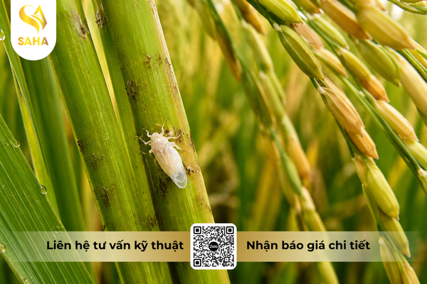 cong-dung-thuoc-tru-sau-chessin-600wp-hieu-sanchesss-600.png