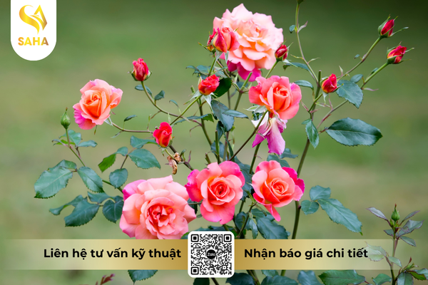 cau-hoi-thuong-gap.png