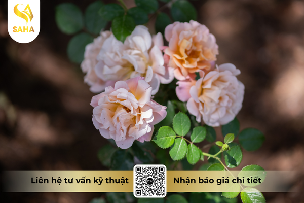 cau-hoi-thuong-gap.png