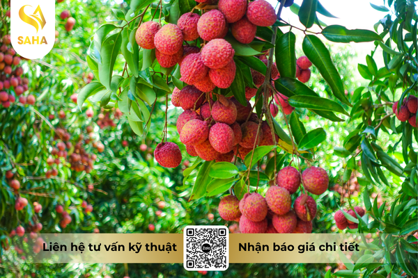 cau-hoi-thuong-gap.png
