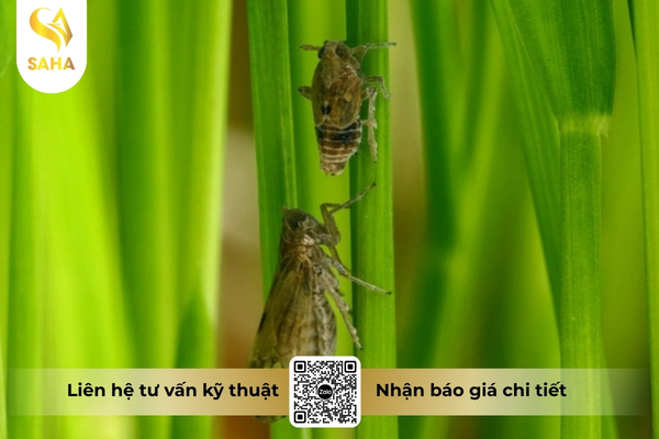 cau-hoi-thuong-gap.jpg