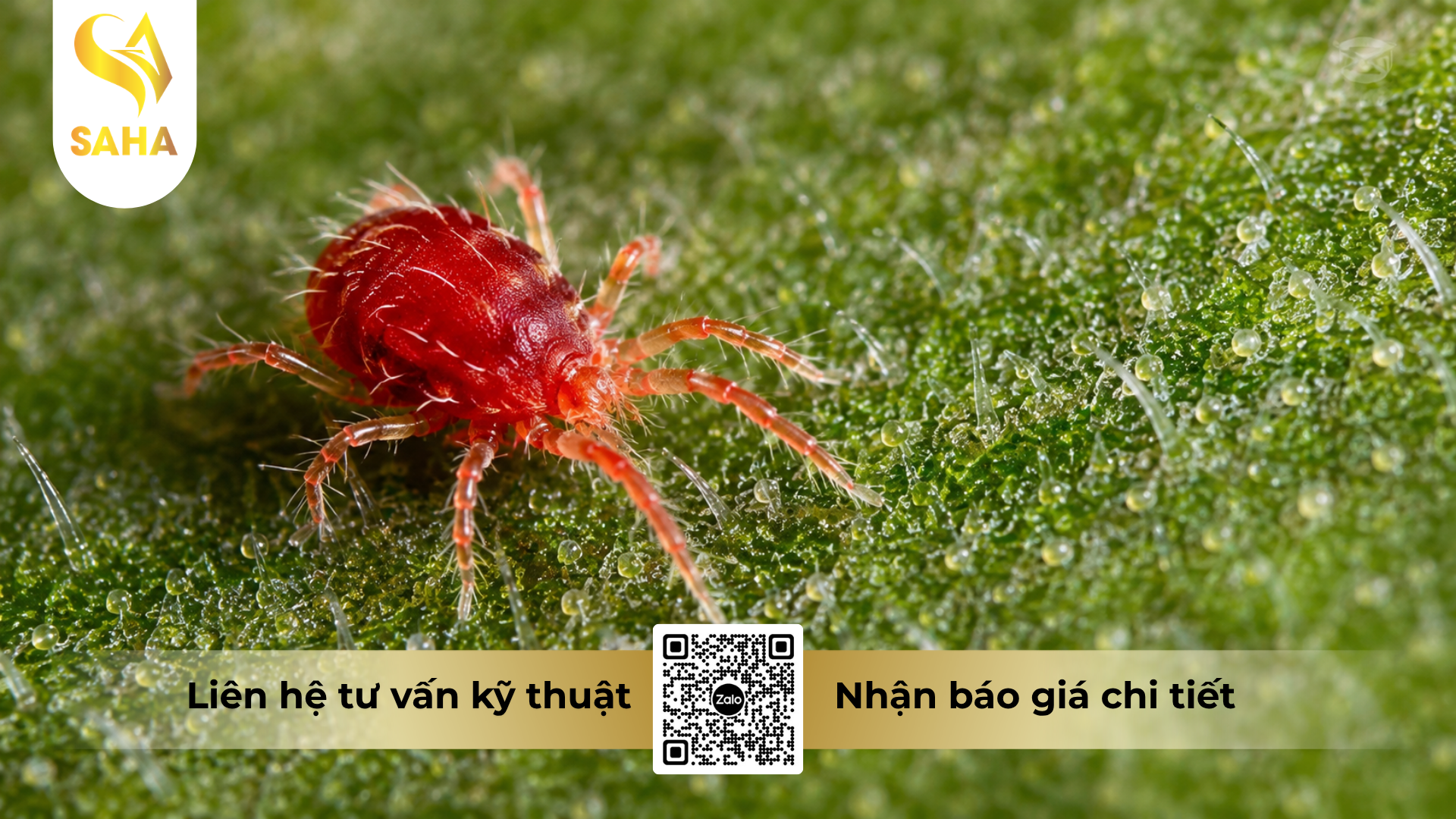 cau-hoi-thuong-gap-ve-thuoc-dac-tri-nhen-cao-cap-atamite-73ec-hieu-vua-tru-nhen.png
