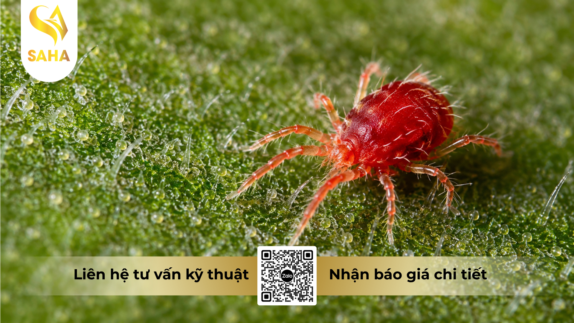 cau-hoi-thuong-gap-ve-thuoc-tru-sau-bacca-80wg-hieu-sansulfur-india-800.png