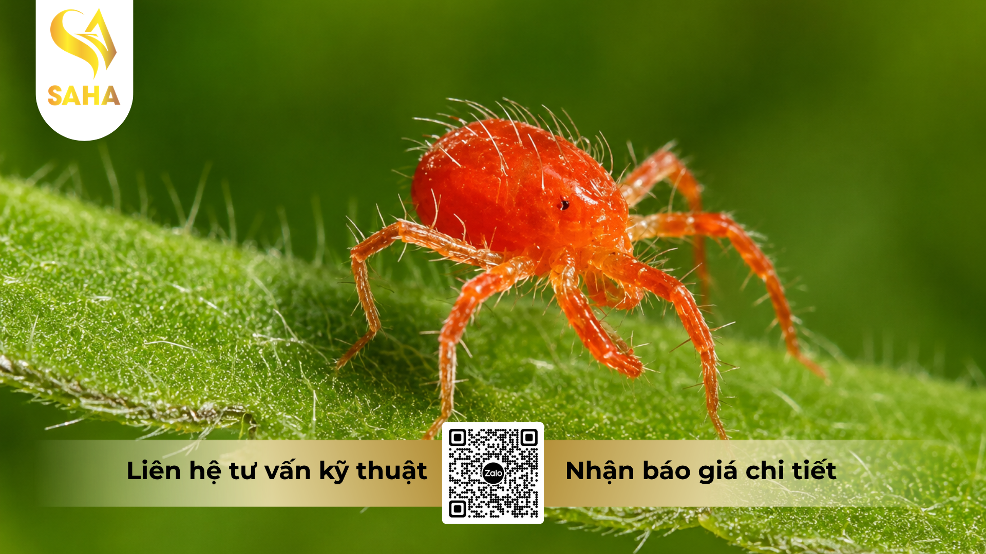 cau-hoi-thuong-gap-ve-thuoc-tru-sau-bp-newone-500sc-hieu-spider-79.png