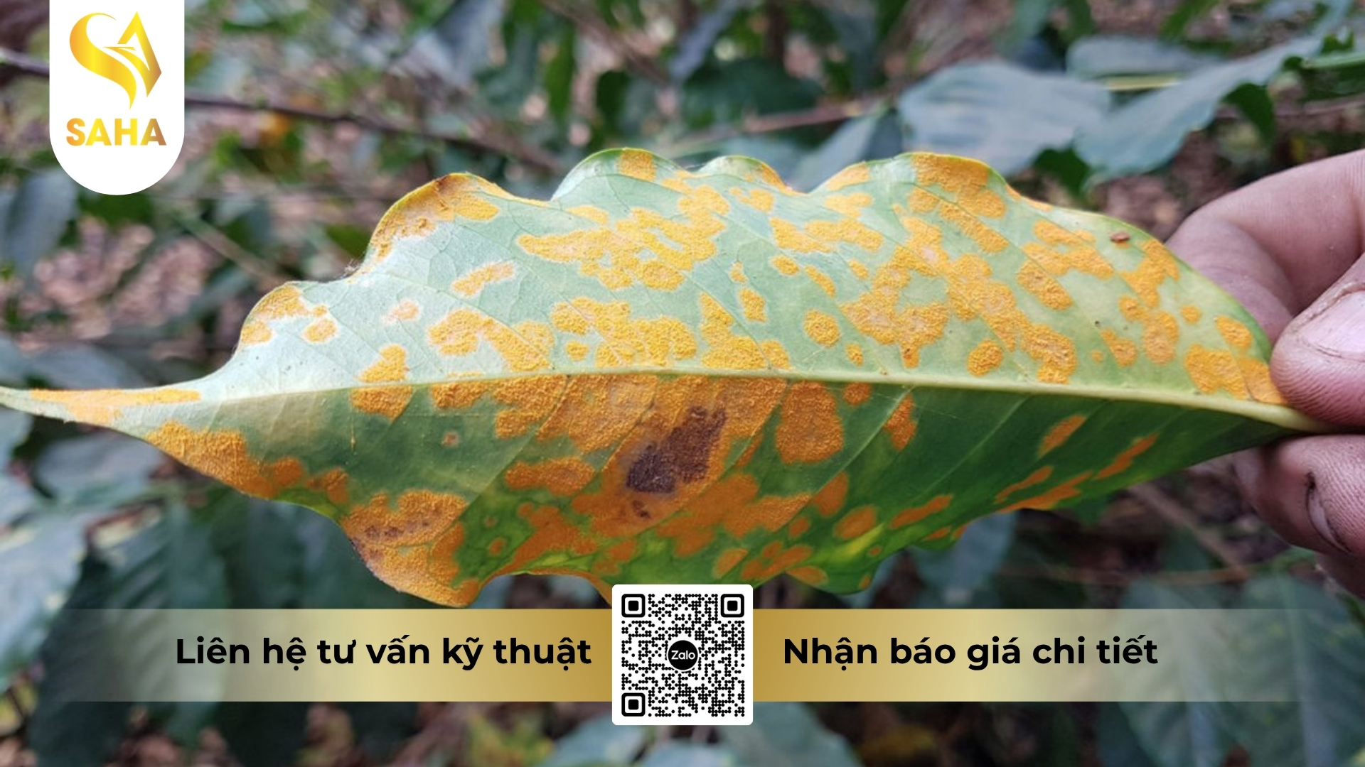 cong-dung-thuoc-tru-benh-extra-gold-70wp-hieu-sanfungi.jpg