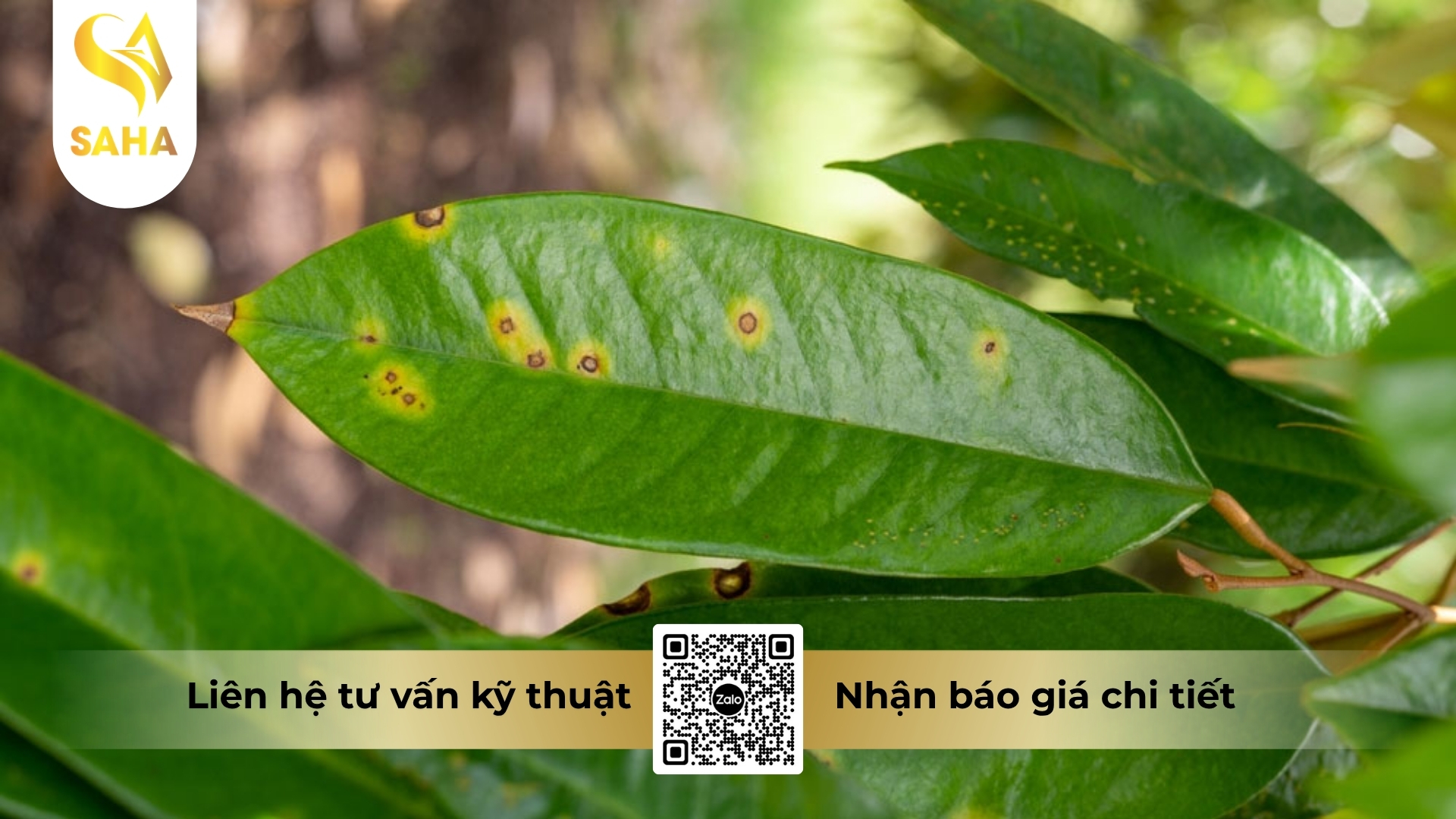 cong-dung-thuoc-tru-benh-binhtaxyl-25ec-hieu-sanmatexy-250.jpg