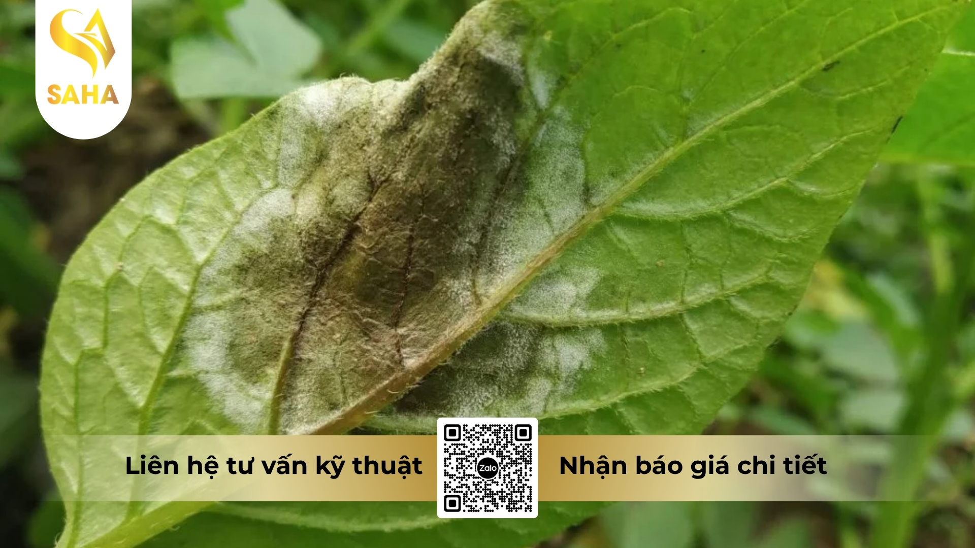 cau-hoi-thuong-gap.jpg