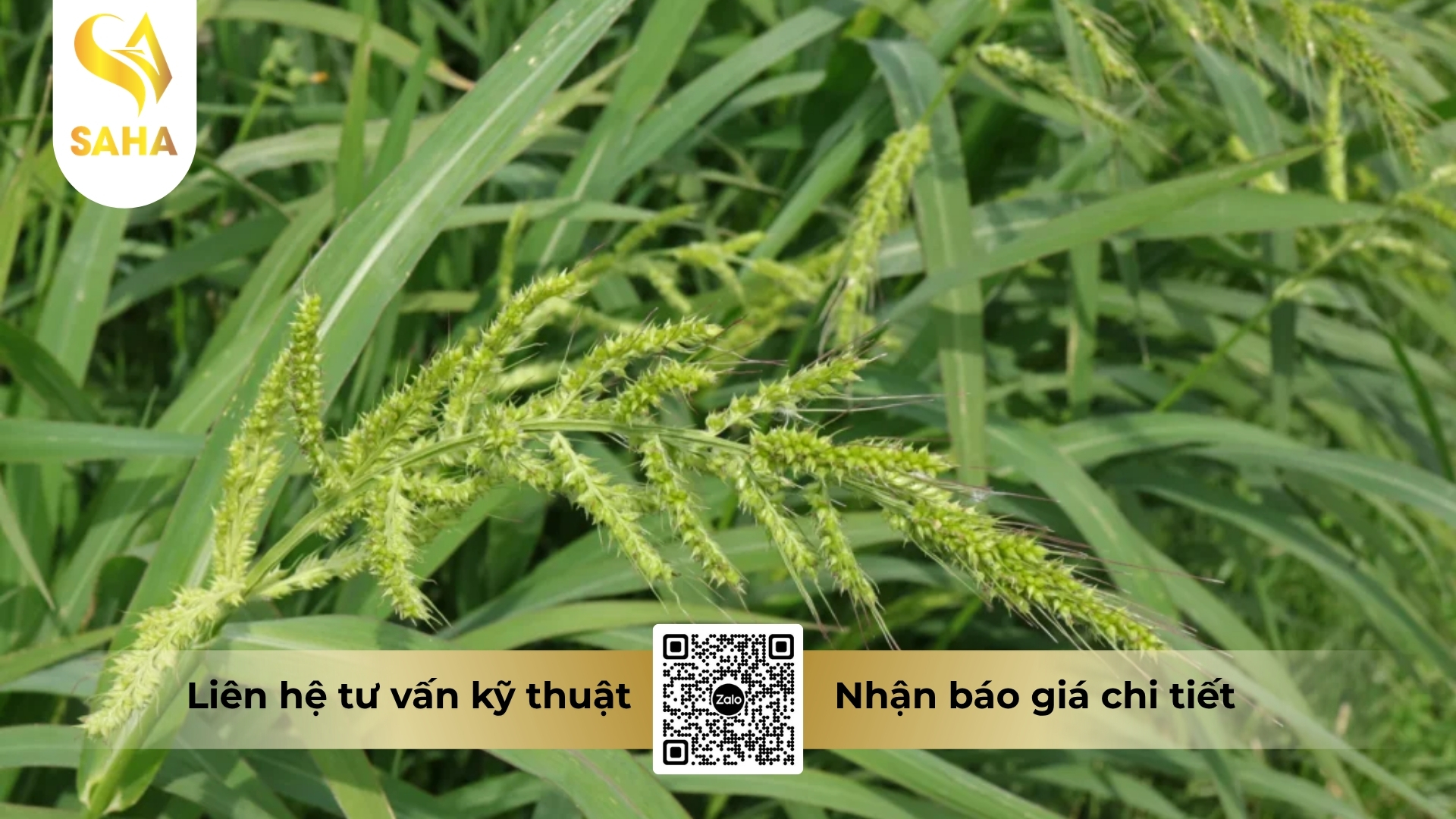 cau-hoi-thuong-gap.jpg