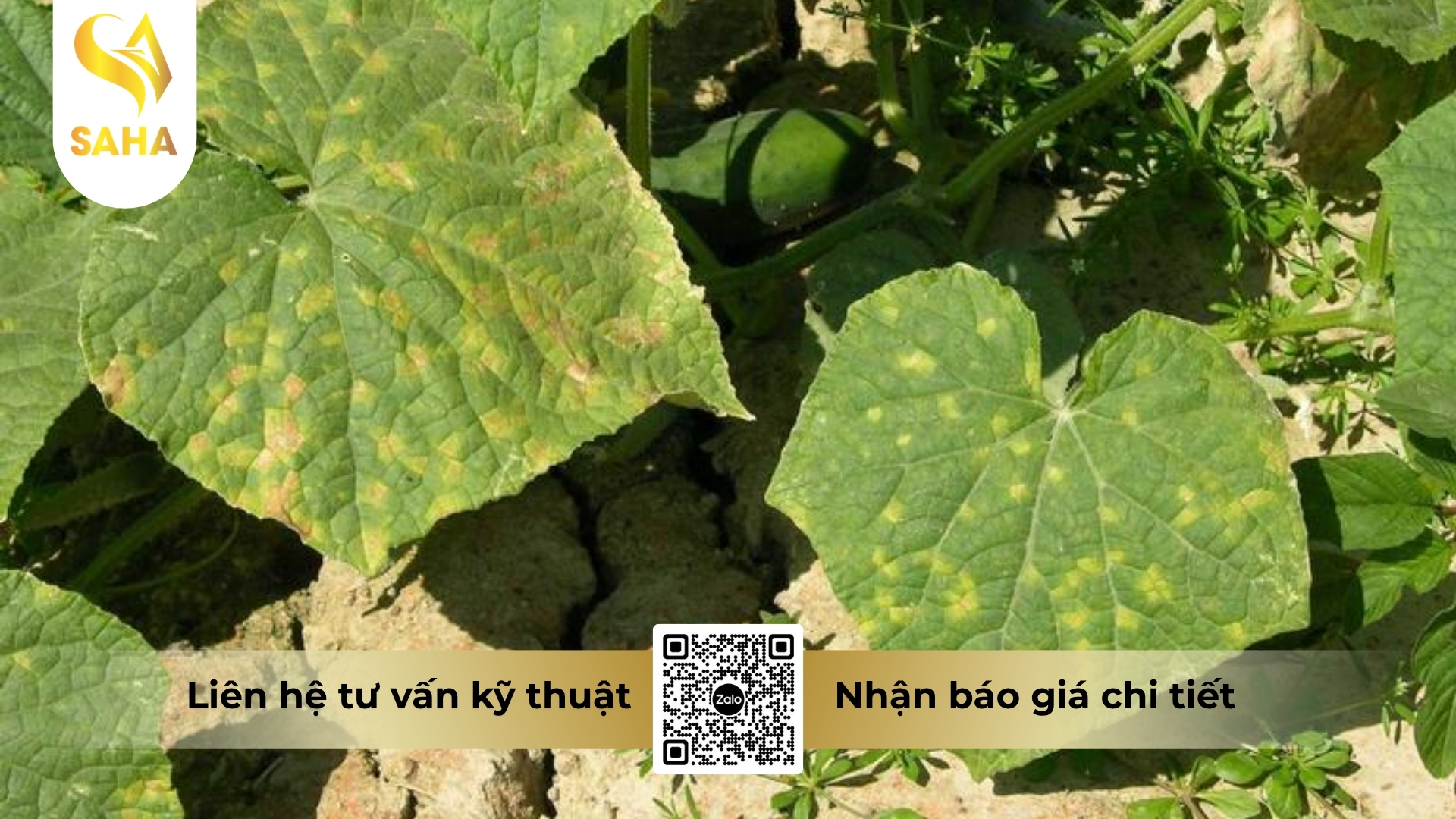 cong-dung-thuoc-tru-benh-propman-bul-550sc-hieu-nofungi-550.jpg