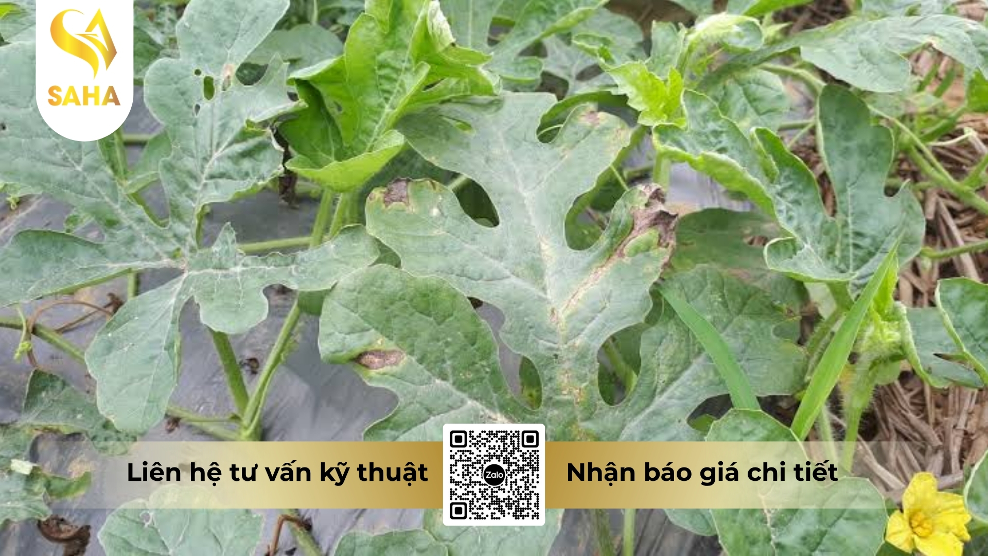 cau-hoi-thuong-gap.jpg