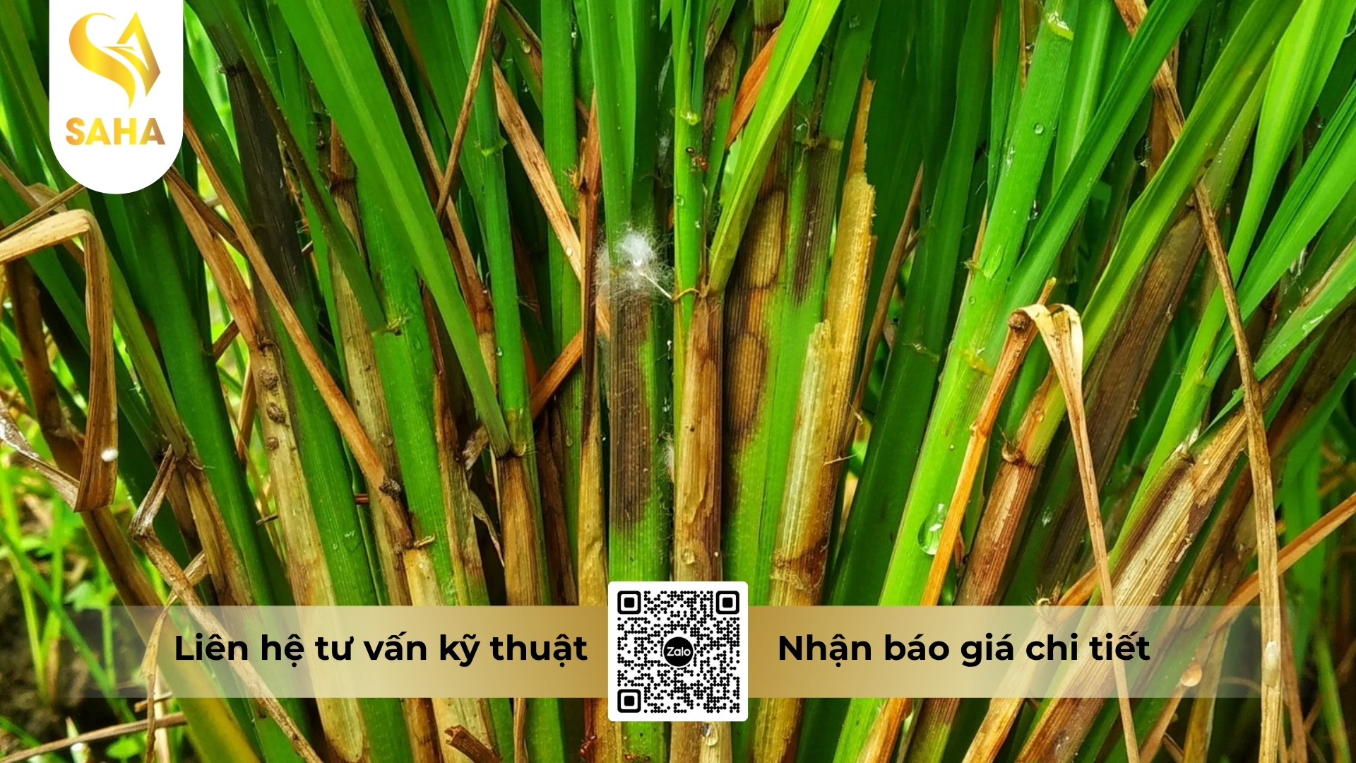 cong-dung-thuoc-tru-benh-kamycinjapane-20sl.jpg