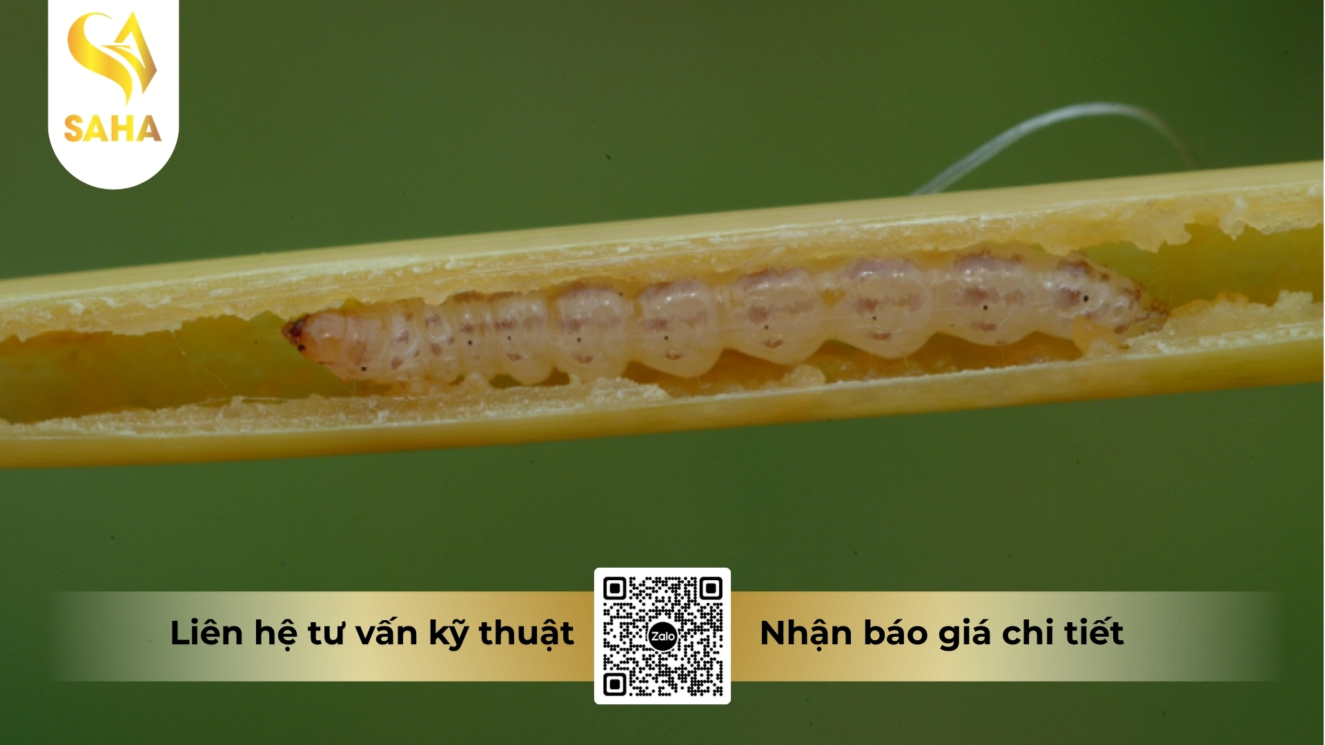cong-dung-thuoc-tru-sau-vote-34-2sc-hieu-ba-noi-dap-sau.jpg