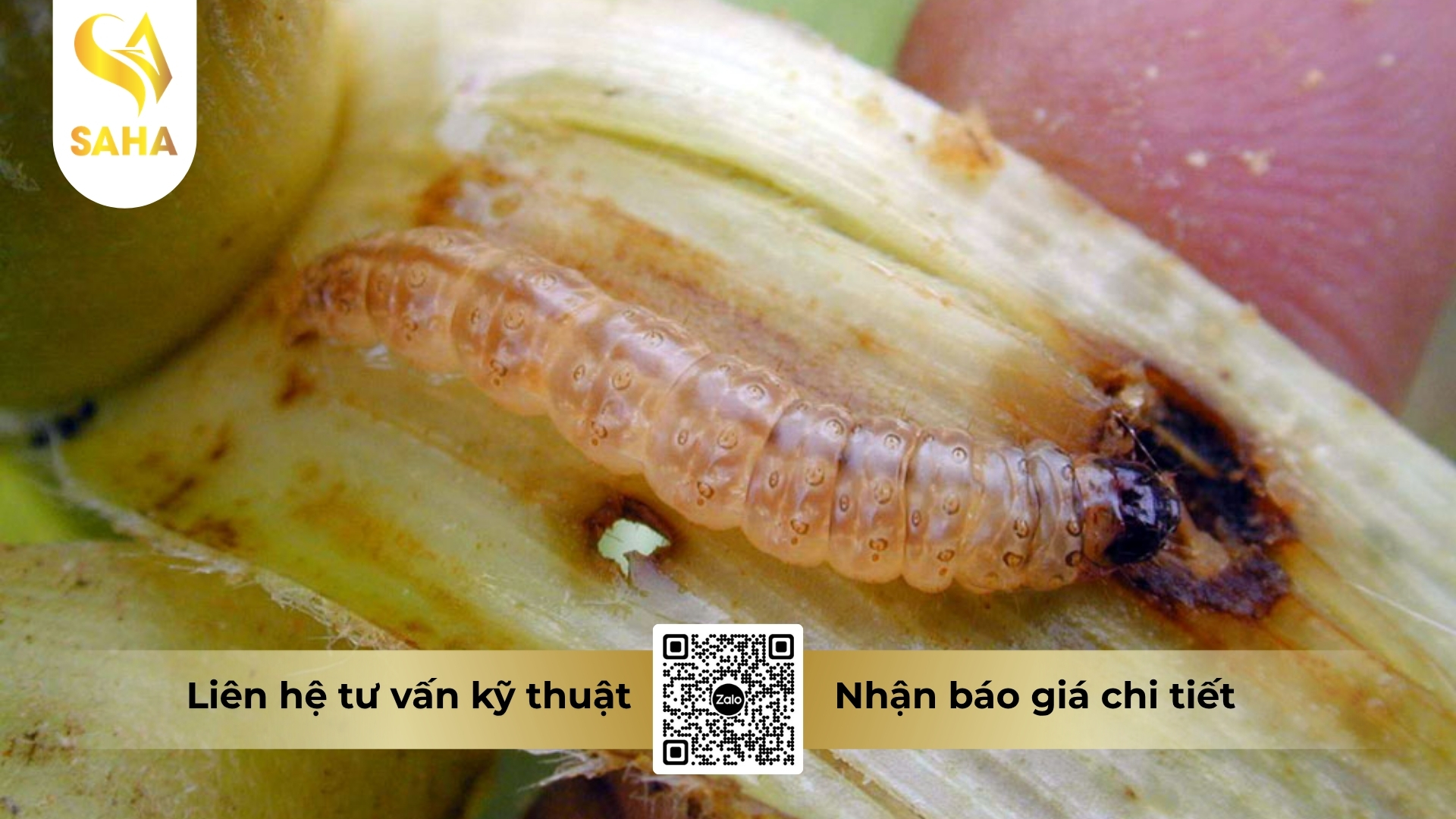 cau-hoi-thuong-gap.jpg
