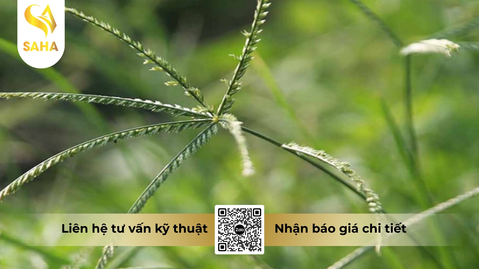 cong-dung-thuoc-tru-co-glufocide-200sl-hieu-noxxout.jpg