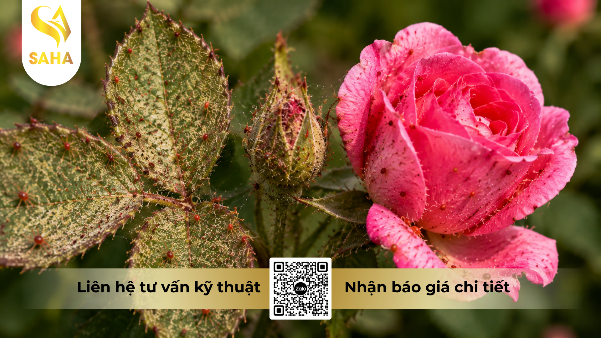 cau-hoi-thuong-gap-ve-thuoc-tru-sau-bp-newone-500sc-hieu-spider-pro-500.png