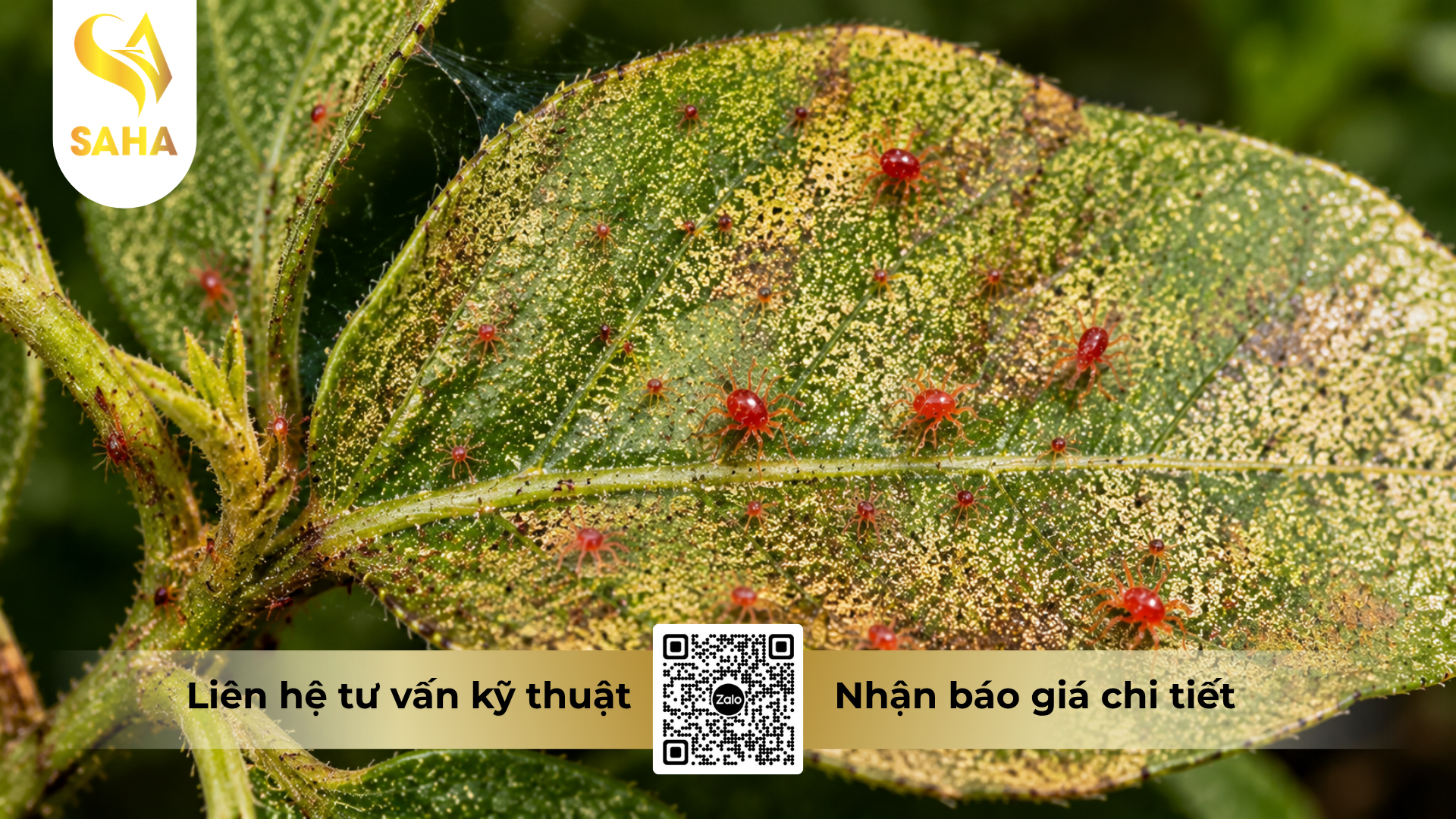 cong-dung-cua-cap-doi-cam-nhen.png