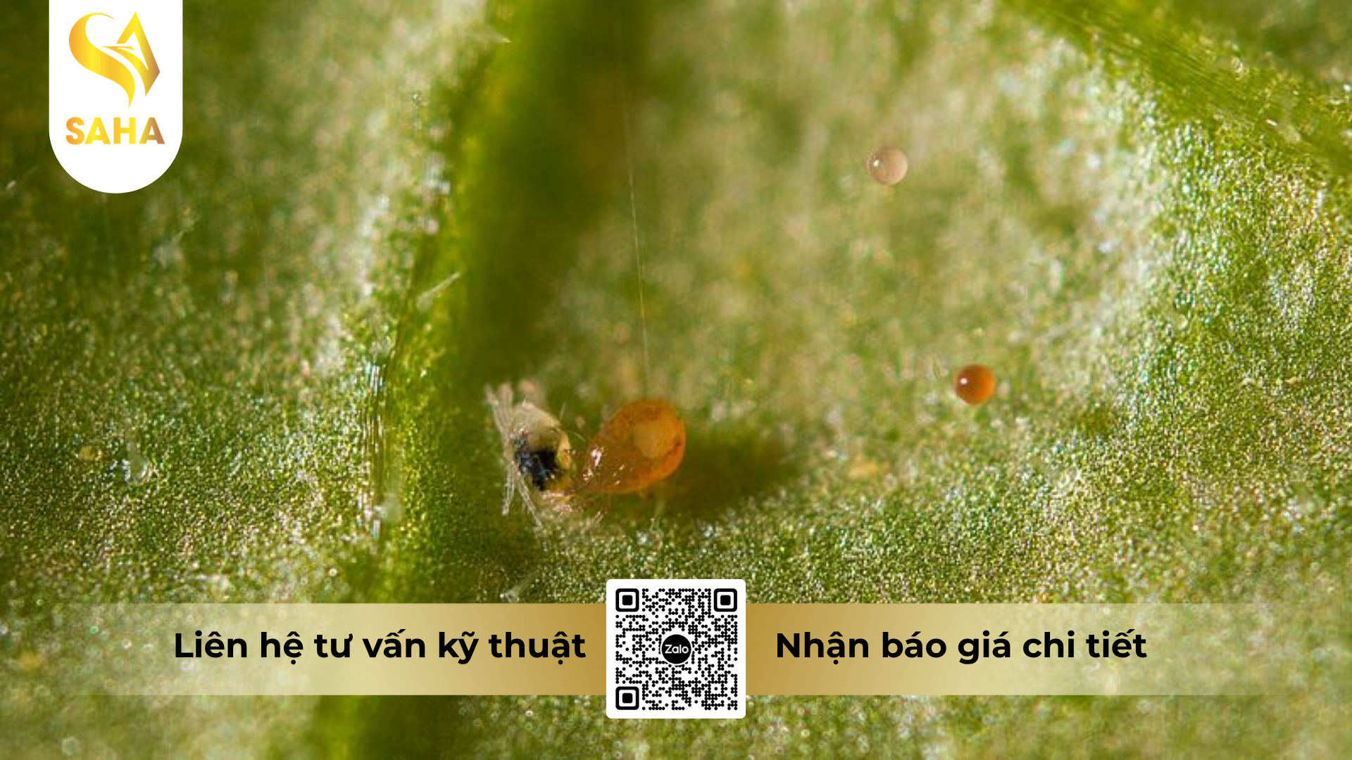 cau-hoi-thuong-gap-ve-cap-doi-sieu-tro-luc-tri-nhen.png