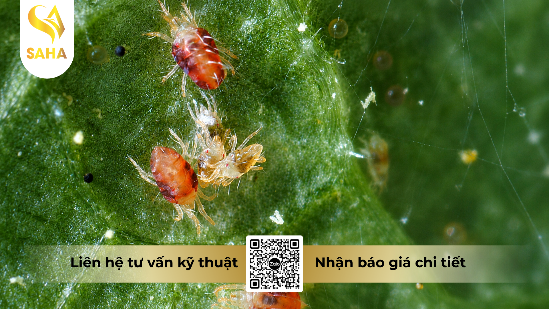 cong-dung-cua-cap-doi-tro-luc-tri-nhen.png
